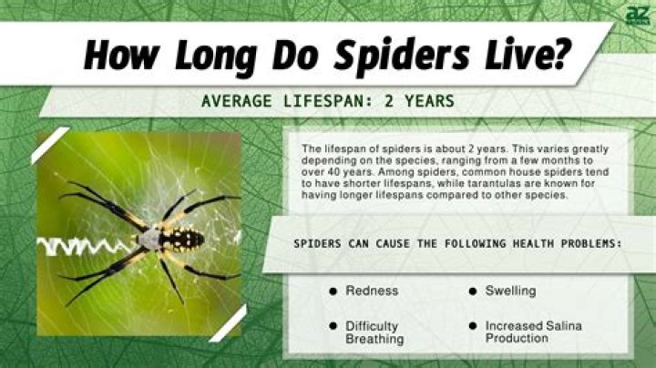 Do Spiders Defy Gravity's Pull?