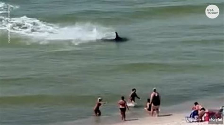 Unveiling Shark Attacks In Myrtle Beach 2024: Discoveries And Insights